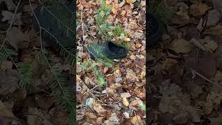 Anyone missing a crock 🤣🤣🤣🤣 outdoors nature walkinthewoods [upl. by Conyers]