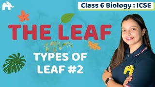 The Leaf Class 6 ICSE Biology Chapter 1  Selina  Types of Leaf 2 [upl. by Eyssej]