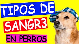 TIPOS de SANGRE en PERROS para TRANSFUSIONES [upl. by Hanover974]