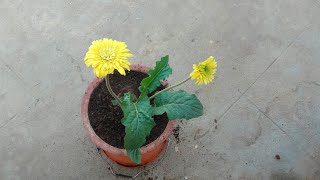 Tips on growing Gerbera daisy in a container successfully [upl. by Selena591]