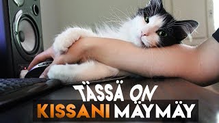 Miun kissani ❤ MÄYMÄY THE CAT ❤ [upl. by Qirat]