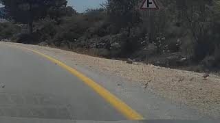 Partridge with 10 chicks crossing the road [upl. by Anyahc]