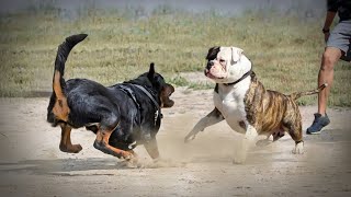 Rottweiler VS American BullDog [upl. by Alain]