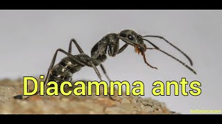 Lets look into Diacamma ants colony and their behaviour ep1 [upl. by Kimber]