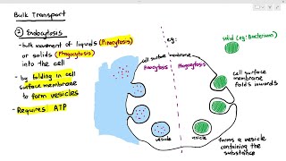 415 Bulk Transport Endocytosis amp Exocytosis Cambridge AS amp A Level Biology 9700 [upl. by Elvina781]