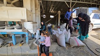 The Rice Milling Process From Harvest to White Rice A Collaborative Effort by Zainab and Her Husband [upl. by Hoseia]