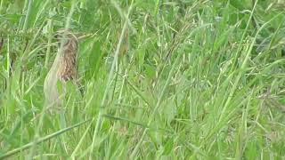 Common Quail Orwell Cambs 12 07 2015 [upl. by Carthy]