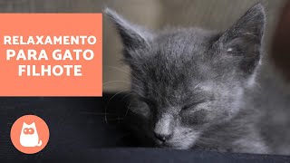 Como fazer FILHOTE DE GATO DORMIR [upl. by Omik]