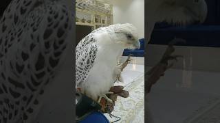 Gyrfalcon is cool 😎birds falcon explore parrot eagle qatar russia pigeon dubai india [upl. by Lev859]