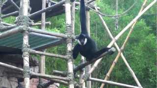 Disneys Animal Kingdom Asia Northern WhiteCheeked Gibbon Family [upl. by Christel]