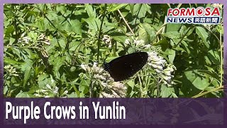 Huashan boasts its own native population of purple crow butterflies｜Taiwan News [upl. by Ignacia873]