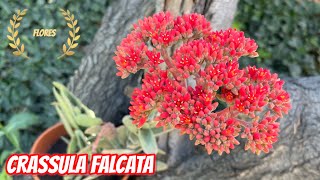 CRASSULA FALCATA  Flores 🌺 Aleta de Tiburón  TIPS [upl. by Risser284]