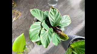 Calathea Maui Queen Conversion  Update on Stromanthe amp Calathea on Leca [upl. by Reemas]