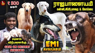 தமிழ்நாட்டின் ராஜ படையினர் Our Native Breed Rajapalayam Kanni Chippipaarai Kombai  Dog Kennel [upl. by Ahsiener]