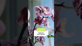 How to repot an orchid [upl. by Millar]