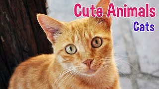 CATS  Animals For Kids  Cat photos with classical music for children by Oxbridge Baby [upl. by Anohs963]