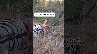 Zebra are the favorite hunt of cheetah zebra cheetah animals wildlife edits shorts [upl. by Edmonda]