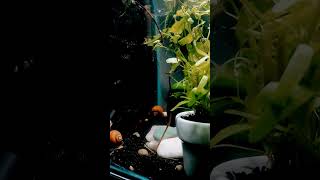 Aquário plantado ampularias e guppys aquarium fishtank guppy hobby [upl. by Atazroglam972]