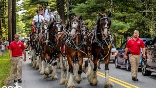 Budweiser Clydesdales  Avenue of the Pines  Saratoga Springs NY  August 17 2016 [upl. by Miarzim]