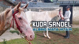 belo sandel albino mata hitam srikonto [upl. by Eipper]