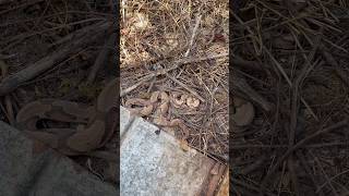 Finding THREE COPPERHEADS under metal alabamaherping copperhead herping flipclip snakes [upl. by Schmitz]