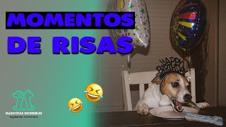 LOCURAS DE PERROS GRACIOSOS estos son los PERROS MAS CHISTOSOS de youtube [upl. by Netnerb]