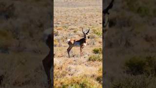 Sonoran pronghorn pronghorn wildlife trendingshorts shortvideo [upl. by Locke]