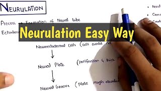 Neurulation Embryology Made easy [upl. by Ylesara]