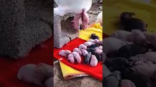 Giving birth amazing moment 🔥rabbit pets crazyvlog shorts [upl. by Irehj]