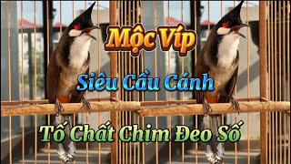 3 Siêu Phẩm Chào Mào Núi Đá  Mộc Víp Bản Địa  Siêu Cầu Cánh  Tố Chất Chim Đi Giàn  Phí Rẻ Cho Ae [upl. by Nyladnar]