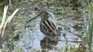 ENKELBECKASIN Common Snipe Gallinago gallinago Klipp  1215 [upl. by Warms]