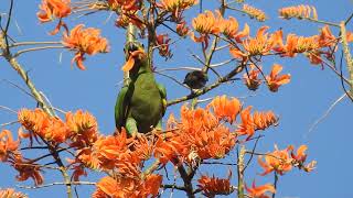 Orange winged parrot [upl. by Enitsirc]