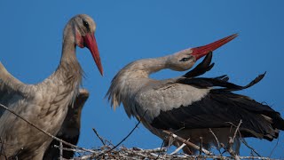 From storks life Part 1 Z życia bocianów cz 1 [upl. by Kimitri]