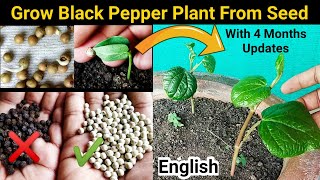 How to grow Black Pepper from Right seeds  Farmers SECREAT method reveled [upl. by Anadal]