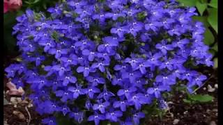 The Health Benefits of Lobelia Tea [upl. by Adnahcir]