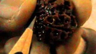 RUDRAKSHA one mukhi Round MIRACLE bead wwwshivamrudrakshacom [upl. by Jamima]