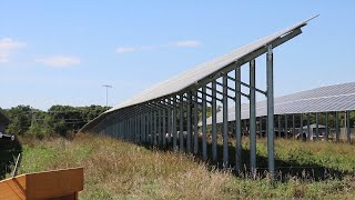 AgweekTV Solar Farm Provides Shade for Cattle Herd [upl. by Brodench34]