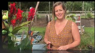 Tips for Canna Lily Winterizing Dividing and Sharing [upl. by Claman814]