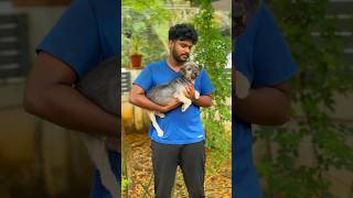 Grooming time ഇത്ര ദൂരെ പോയത് വെറുതെ ആയില്ലdog vlog [upl. by Mihalco]