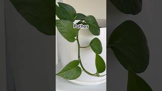 Pothos indoorplants plantslover plants planthome nature youtubeshorts shorts short [upl. by Sapowith]