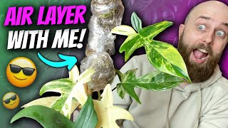 How to Air Layer Philodendron Florida Beauty  Chatty Plant Tour amp Chill [upl. by Ibbison]