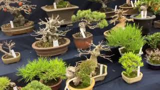 Shohin Bonsai Exhibition Kyoto 2 [upl. by Nylhtak]