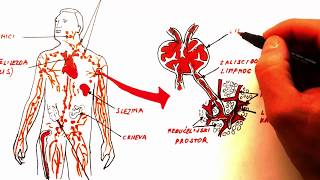 IMUNITET prvi dio KRVNE ĆELIJE I LIMFNI SISTEM [upl. by Aiciles]