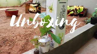 unboxing plants  philodendron squamiferum  syngonium pink [upl. by Atik]