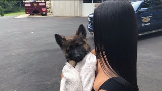 getting a german shepherd [upl. by Frame]