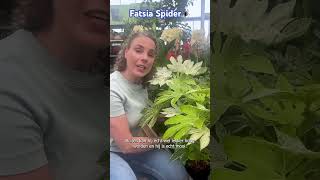 Fatsia Japonica Spider Web🕷🕸 [upl. by Adnilem]