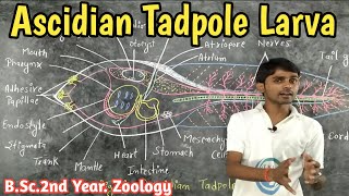 Lc26 Ascidian Tadpole Larva  BSc2nd Year  Zoology by Prahalad Sir [upl. by Lekcim]