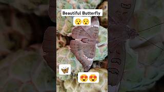 Butterfly on the Fruits sitafal custard apple in street  shorts butterfly streetfood [upl. by Atiseret981]