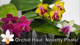 New NoveltySummer Blooming Phaleanopsis [upl. by Latrice]