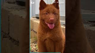 Incredible Red Cantonese Bear Dog Looks Like Both A Dog And Cat [upl. by Carlen]